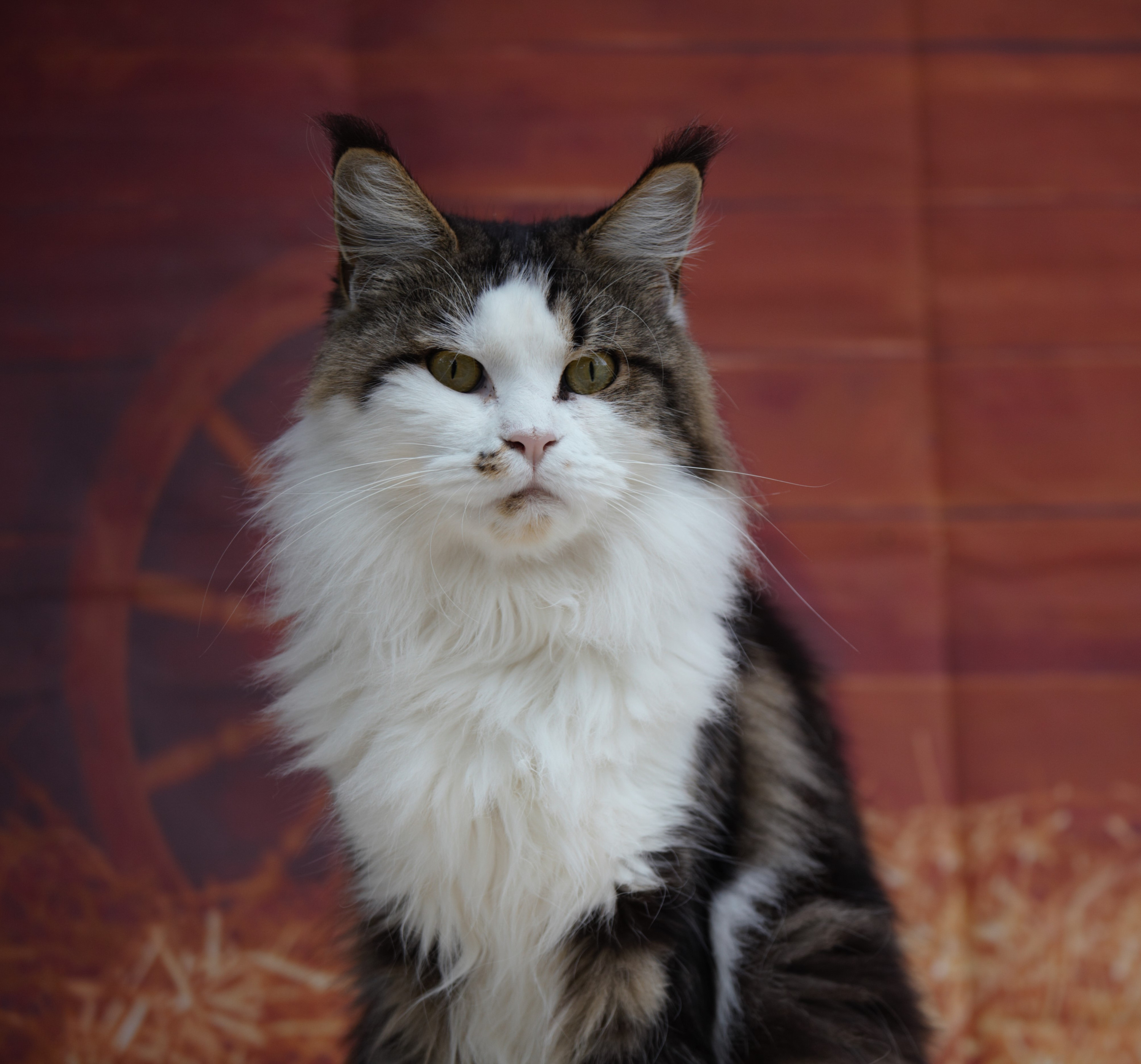 St. Carlino de Sol Angelina