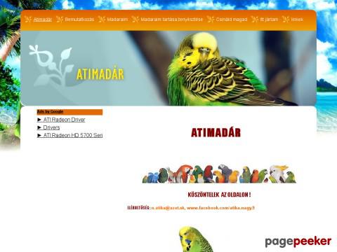 Atimadar - atimadár hullámos papagáj