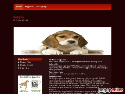 Beagle
