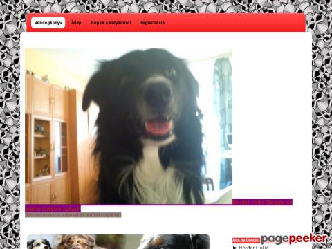 Bordercolliebeaglemaltaiselyem