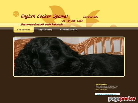 Englishcockerspaniel - English Cocker Spaniel