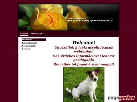 Jackrusselkutyusok
