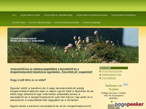 Kecskekestengerimalacok - kecske,tengerimalac,tengerimalacok,kecskék