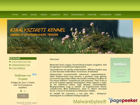 Kiralyszigeti - Amstaff