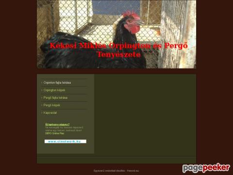 Orpingtontenyeszet - Orpinton és Pergő Tenyészet