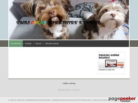 Xmas-color-yorkie